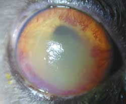 Herpeskeratitis