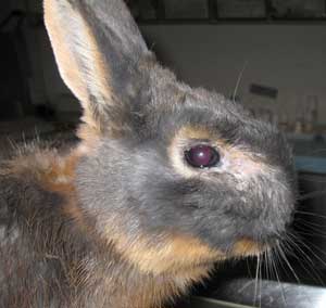 Kaninchen mit eitrigem Augenausfluss
