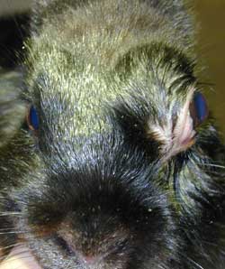 Kaninchen mit Exophthalmus aufgrund eines retrobulbären Abszesses