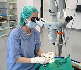 Augenoperation unter dem OP-Mikroskop