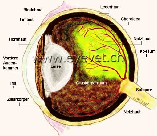 Aufbau des Auges