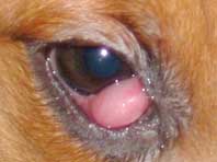 Cherry Eye