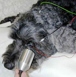Aufzeichnung eines Elektroretinogrammes bei einem Hund