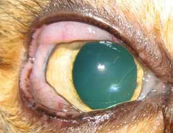 Herpeskonjunktivitis