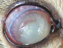 oberflächliche Keratitis