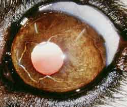 persistierende Pupillarmembran 