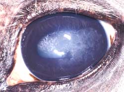 chronische Uveitis mit Hornhautdegeneration