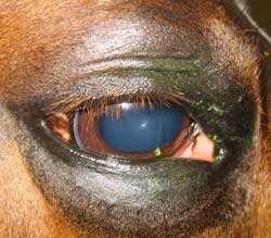 akute Entzündung mit Schwellung der Augenumgebung
