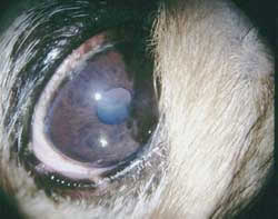 Pekinese mit Nasenfalte und Trichiasis